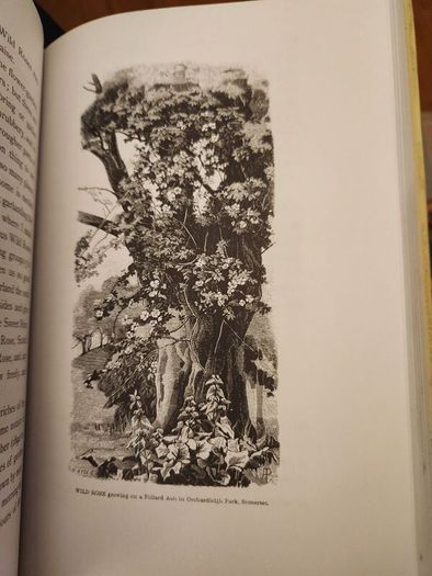 The Wild Garden. By William Robinson. Hardback With Dustjacket In Good Condition.