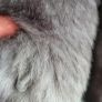 CALVIN KLEIN grey and black faux fur jacket - Sz M (Fit 10-14UK) - Bnwt Rrp 295 USD Image 7