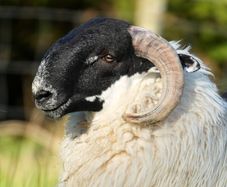 Perth / Scotch Blackface Ram Lambs