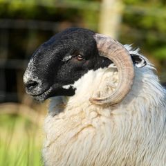 Perth / Scotch Blackface Ram Lambs