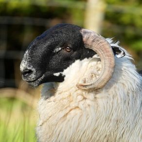 Perth / Scotch Blackface Ram Lambs