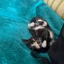 kittens Image 2