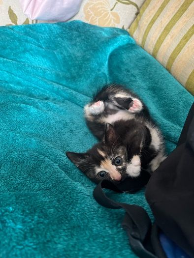 kittens