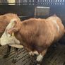 Pure bred 2yr old Simental/Fleckvieh bull Image 6