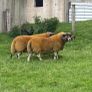 2 Lanark shearlings Image 3