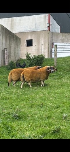 2 Lanark shearlings