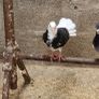 pigeons Image 9