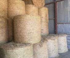 Hay