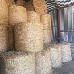 Hay