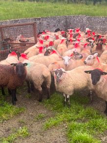 Ewe lambs