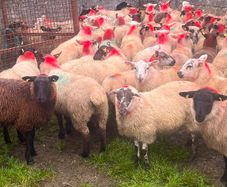 Ewe lambs