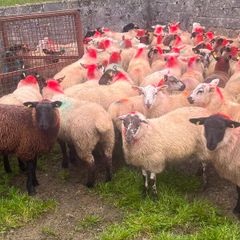 Ewe lambs