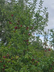 fruit trees