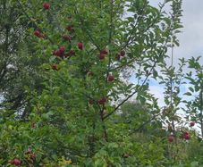 fruit trees