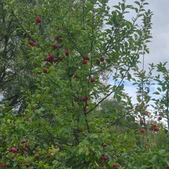fruit trees