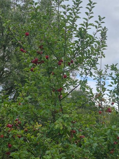 fruit trees