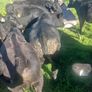 Bull runners Image 5