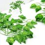 84Ft 12 Pack Artificial Ivy Garland Fake Plants, Vine Hanging Garland, Hanging for Home Kitchen Garden Office Wedding Wall Decor (FREE POSTAGE) Image 6