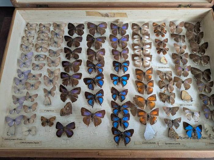 Antique Taxidermy Butterflies