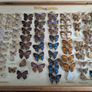 Antique Taxidermy Butterflies Image 7