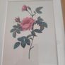 Framed Tripl Photo Of Roses Prints Image 5