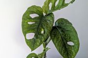 Monstera Adansonii Mint Plant