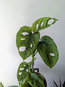 Monstera Adansonii Mint Plant