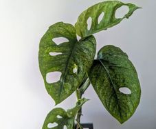 Monstera Adansonii Mint Plant