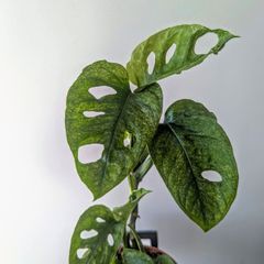 Monstera Adansonii Mint Plant