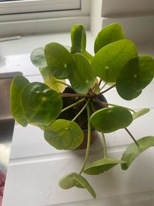 Money plant