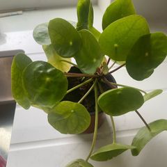 Money plant