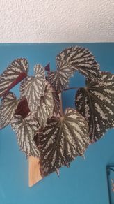 begonia flower