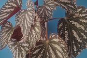 begonia flower
