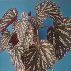 begonia flower