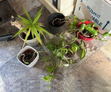 Still a few plants left - Free to take! Indoor Green Plants (in pots)