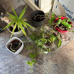 Still a few plants left - Free to take! Indoor Green Plants (in pots)