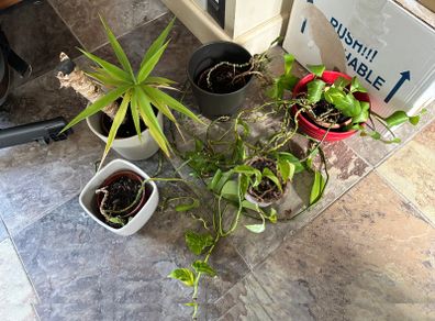 Still a few plants left - Free to take! Indoor Green Plants (in pots)