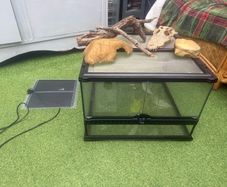 lizard tank