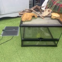 lizard tank