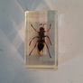 5 Insect Specimens Image 3