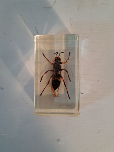 5 Insect Specimens
