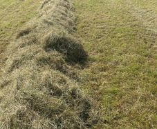 Hay
