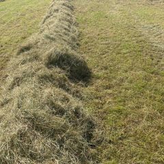 Hay