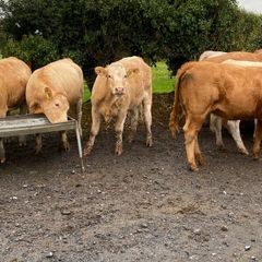 Beef cattle