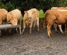 Beef cattle