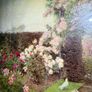 Vintage Framed Beatrice Parsons Garden Print "Roses and Doves" Image 5
