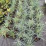 plants Image 3