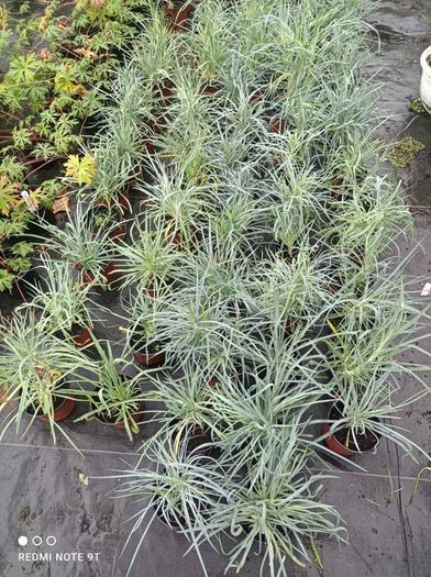plants
