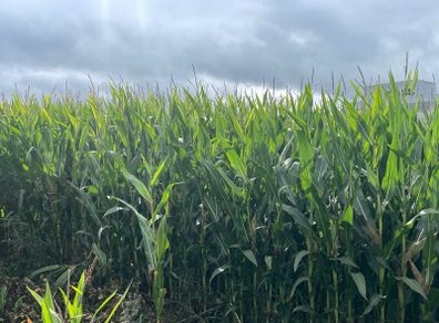 Maize Silage