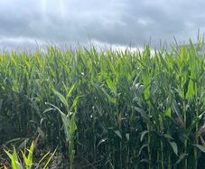 Maize Silage